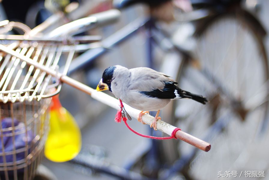 北京十大花鸟鱼虫市场,北京官园花鸟鱼虫市场现在开放吗