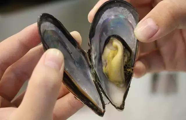 泉州性价比最高的自助火锅,泉州10元自助小火锅