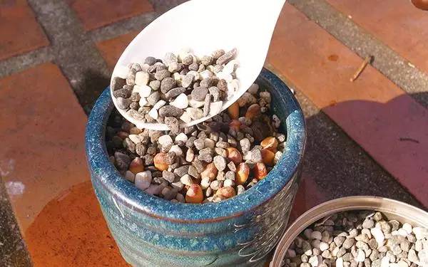 柚子的种子怎么发芽做盆栽,柚子种子小盆栽