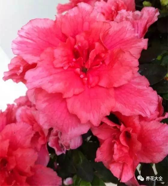 最美大杜鹃花图片,中国最美天然杜鹃花