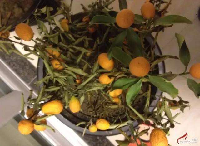 植物黄叶烂根了怎么补救,植物叶发黄是缺什么元素