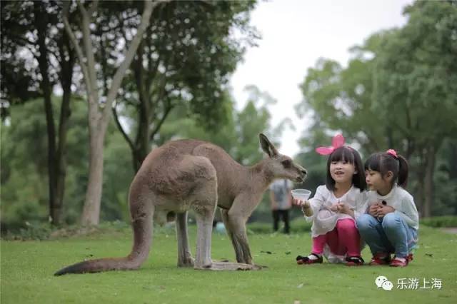 上海哪些景点有优待票,上海海昌海洋公园年票