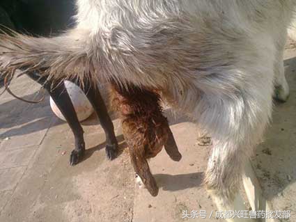 如何帮助难产的母羊产仔,母羊产仔最好的办法