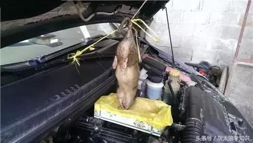 老鼠洞里挖出来花生,老鼠偷花生被发现