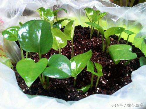 酱油加水浇绿萝怎么绿萝变黄叶了,绿萝叶子发黄怎么办用什么方法