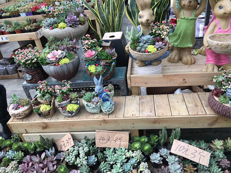 年宵花老桩,年宵花老桩图片大全