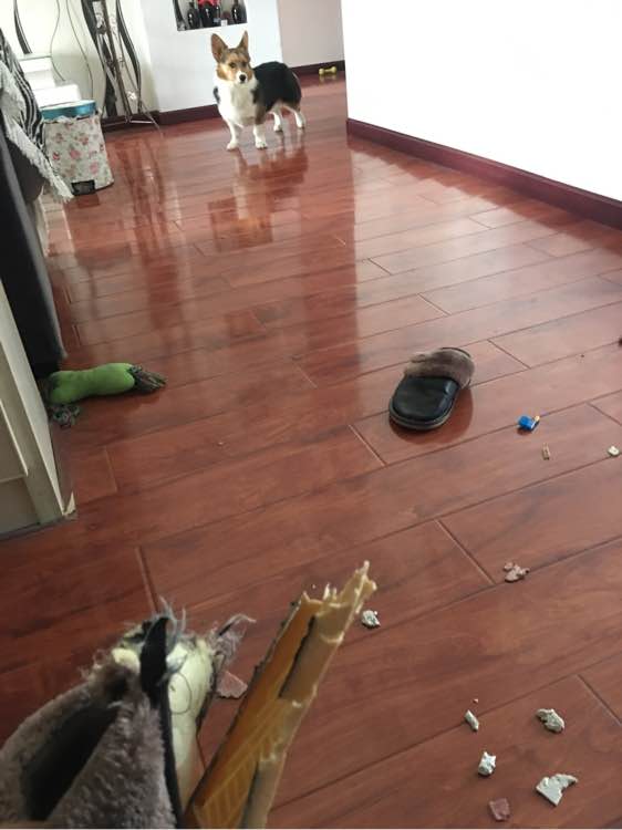 柯基咬鞋被抓,柯基咬坏家具被主人揍