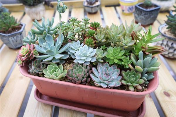 养花怎么让植物枝干粗壮,盆栽植物室内怎么养才能养活