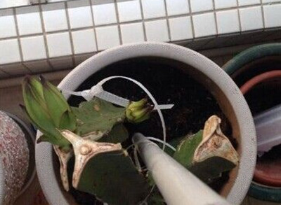 火龙果怎么种盆栽才结果,盆栽火龙果枝条怎么种当年结果