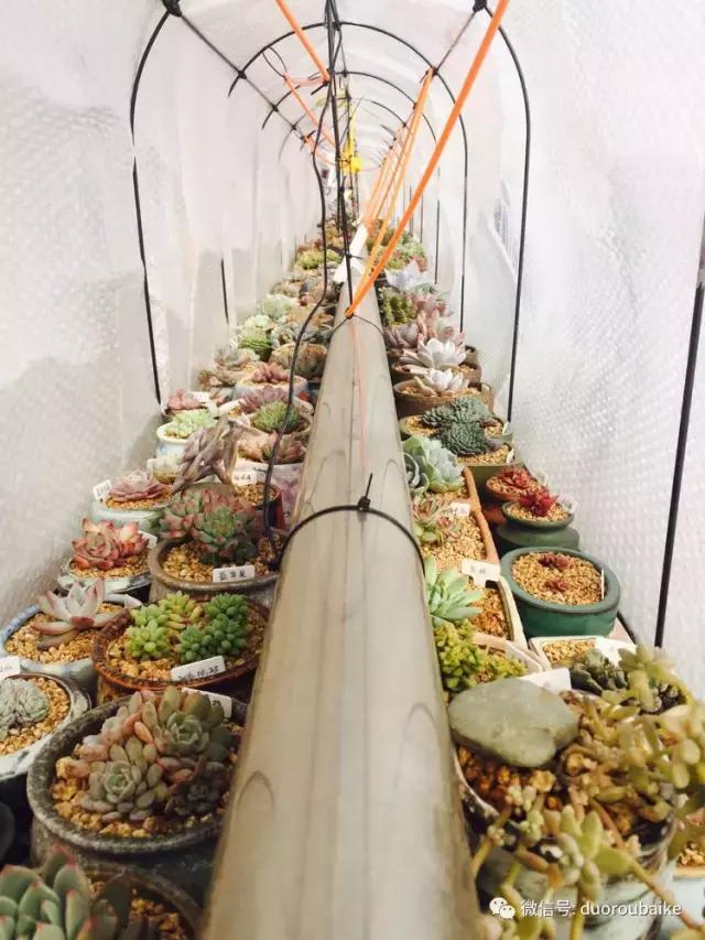 没有暖气的包邮区,肉肉照样美美的!