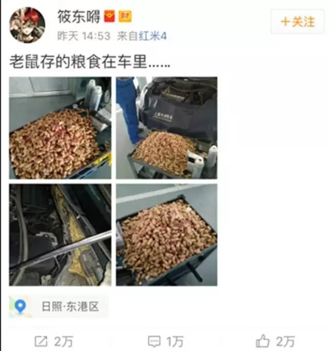 老鼠访谈录：你凭什么往发动机仓存花生？