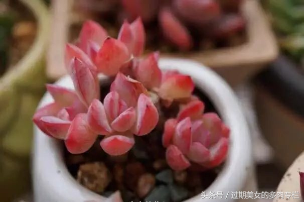 入坑一年小说,入坑一年