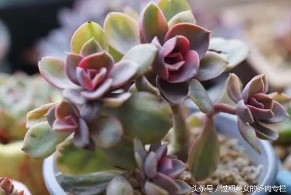 入坑一年小说,入坑一年