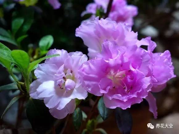 最美大杜鹃花图片,中国最美天然杜鹃花