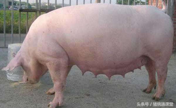 母猪超预产期5天需要打催产针吗,怀孕母猪怎么调理