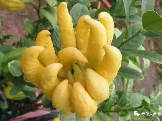 过年观赏花的盆栽,观果花卉盆栽大全