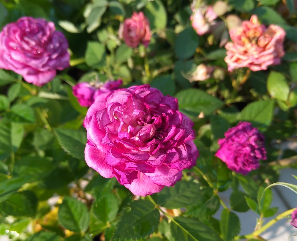 拍照最强的手机vivox90,x90拍照测评