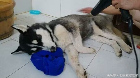 哈士奇在农村放养还是拴住,哈士奇不能养吗