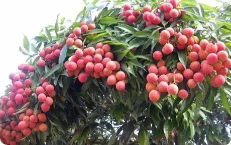 福建汀州土特产,福建零食特产有哪些
