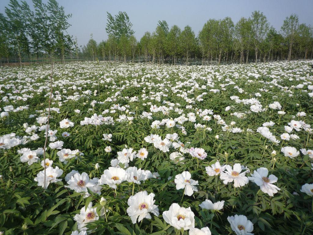 牡丹芍药市场由国内走向世界
