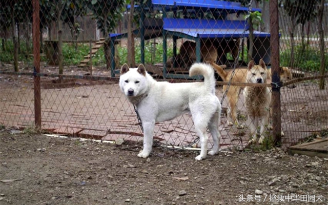 广西土猎和中华田园犬,贵州土猎犬和广西土猎