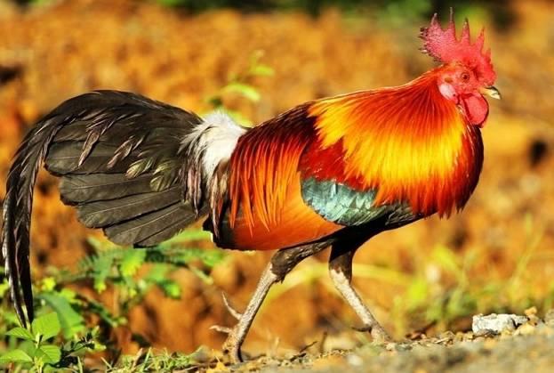 云南十大漂亮的鸡,云南第一生态鸡
