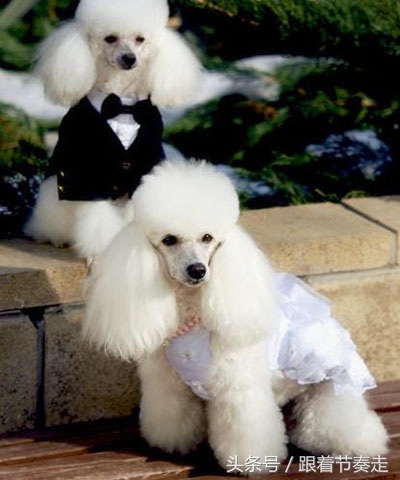 呆萌宠物，猜猜是啥电影中的主人公