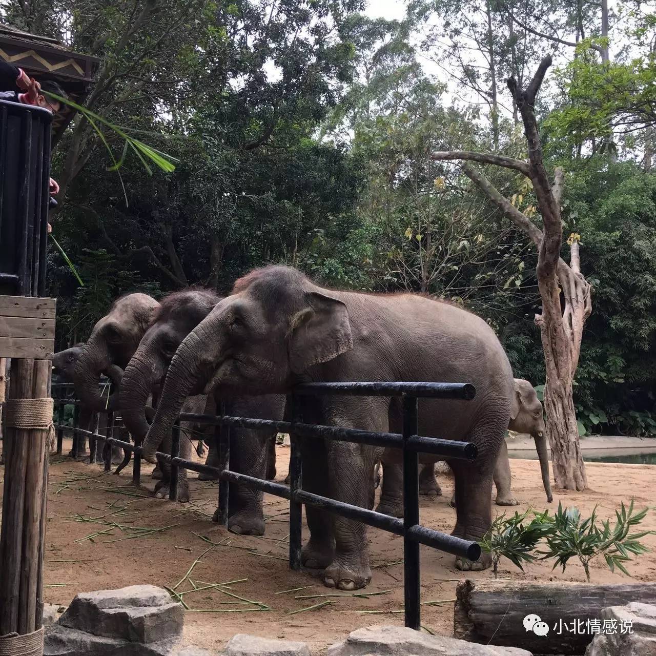 广州长隆野生动物园攻略一日游,广州长隆野生动物园二日游攻略