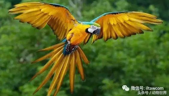 蓝黄金刚鹦鹉与人比较,绿松石金刚鹦鹉物种有哪些