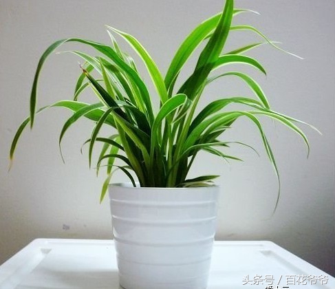 吸收甲醛最佳的十种植物,吸收甲醛最佳的十种植物排行榜