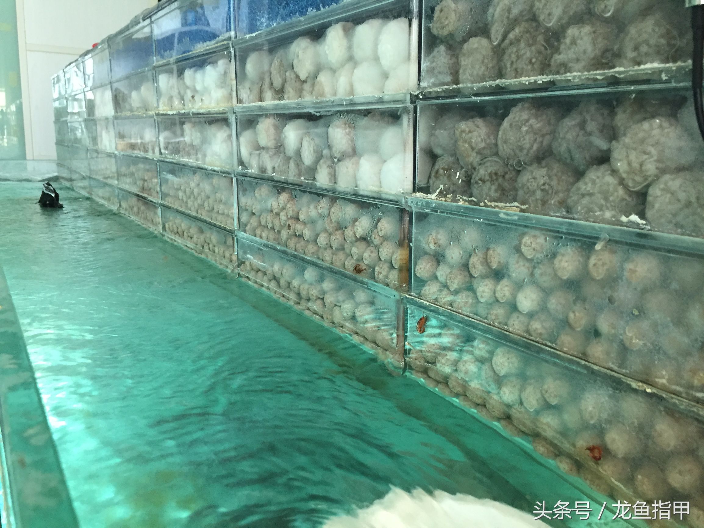 德国鱼场告诉我们，滴流看看就好，没必要完全照搬