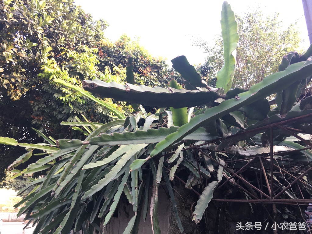 适合深圳种植的植物,深圳适合种植的植物