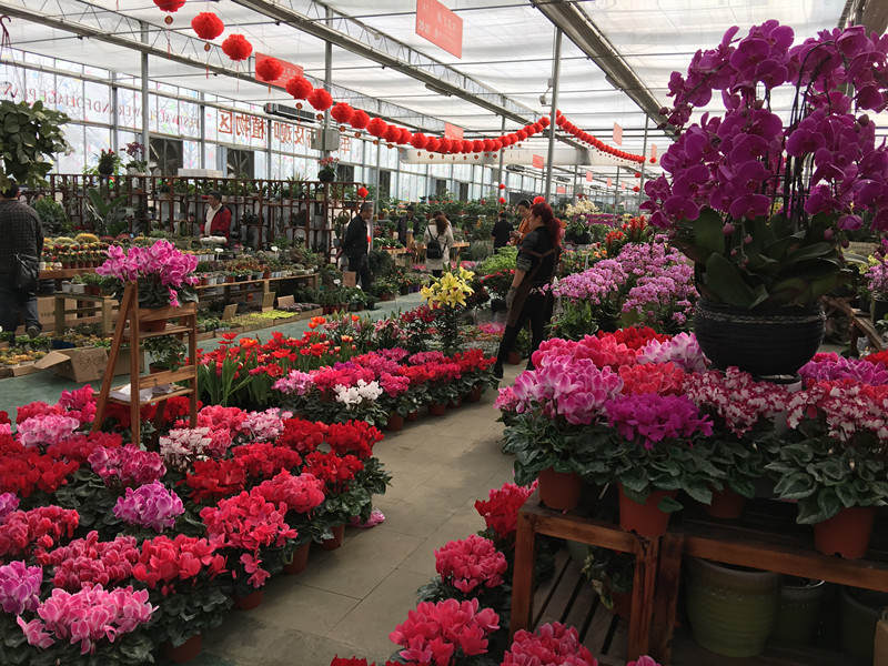 年宵花市探“鲜”记（一）之孤独的花大姐