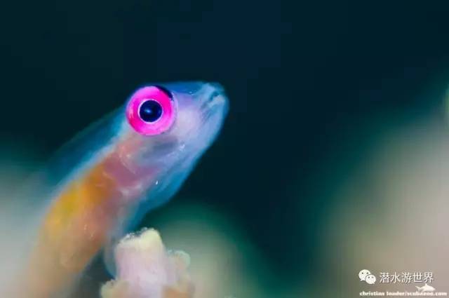 变性、伪装、雌雄同体--谁是微距世界的奇葩?