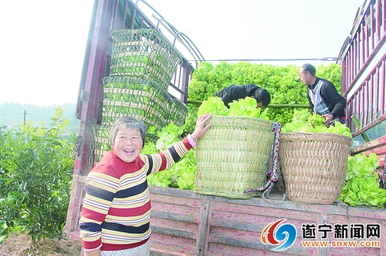 安居区道路网规划,安居区城镇体系规划