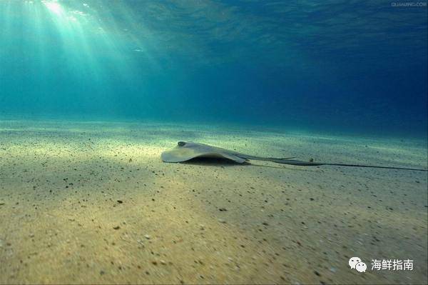鳐蝠鲼魟鱼区别,鲼魟分别是什么