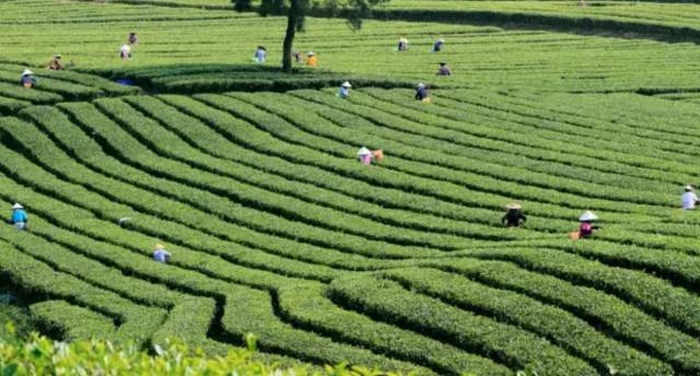 南宁农家乐推荐周边特色农家乐,南宁良庆区哪里有好的农家乐