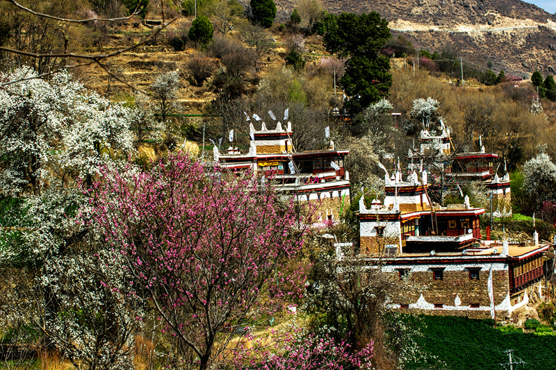 2019年成都自驾林芝看桃花,金川梨花赏花路线