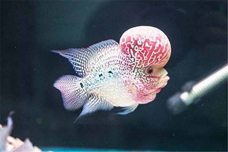 主人，我也想做你的比翼鸟，可以吗？