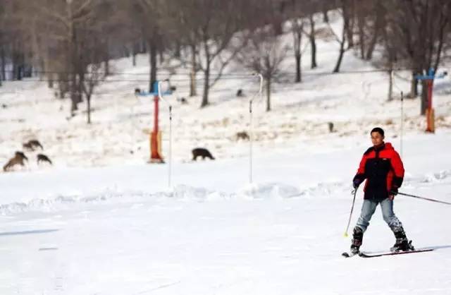 哈尔滨冬天免费玩雪的地方,哈尔滨冰雪旅游春节