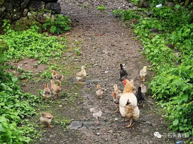 碎碎念2020,2017鸡年纪念日历