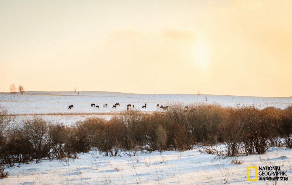 趁冬天还没有来临之前去一趟,一起到坝上去看雪