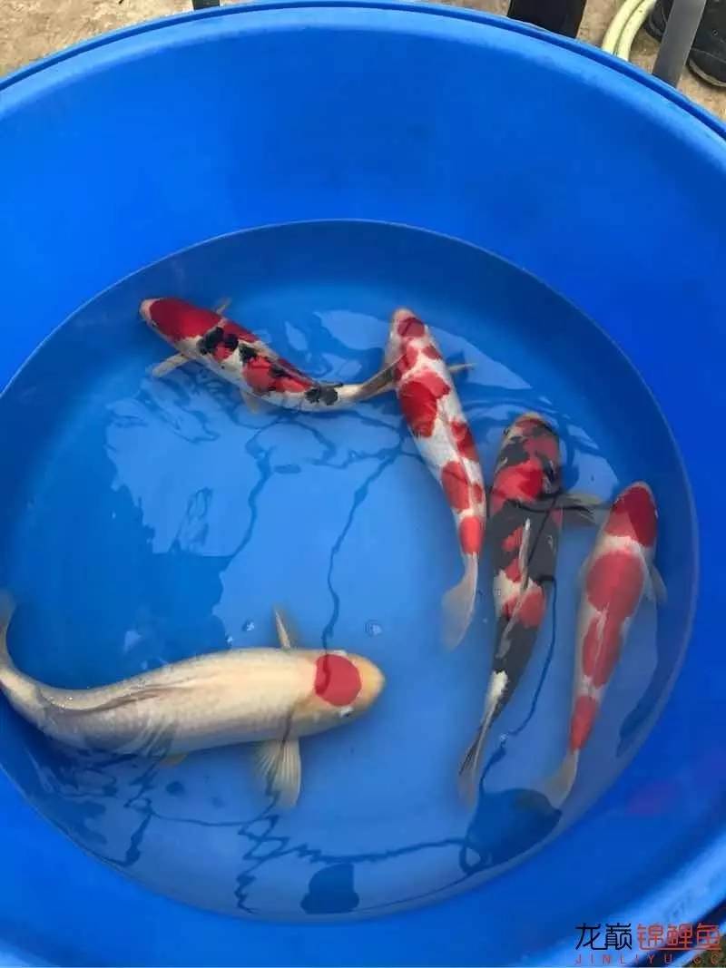 地缸里面漂浮的粉末怎么解决,粘的地缸怎么干得快