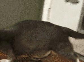 除了五福还有别的彩蛋吗,除了五福还有什么福