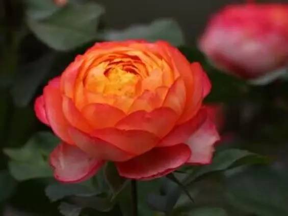 情人节蓝色妖姬好卖吗,情人节蓝色妖姬假花