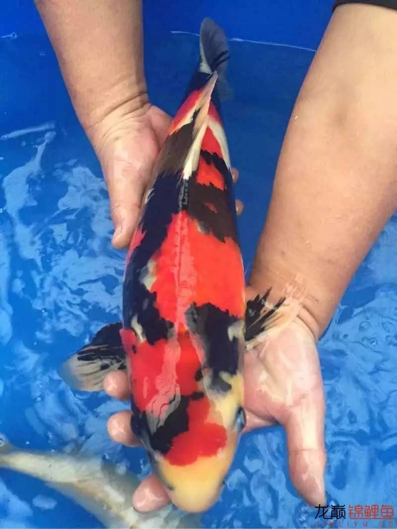 地缸里面漂浮的粉末怎么解决,粘的地缸怎么干得快