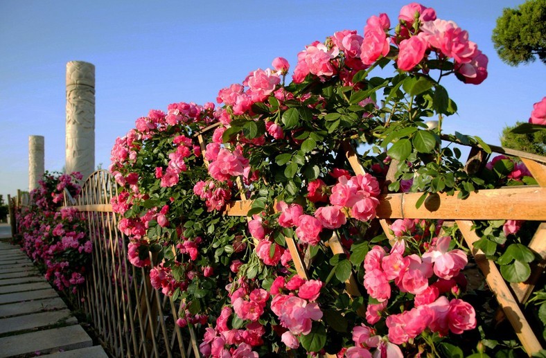 在春天赴一场樱花的约会,在春天去赴一场与花海的约会