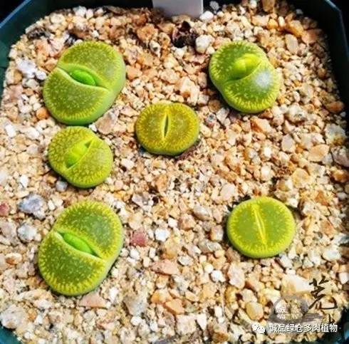 vista观天下春节旅游,vista看天下冰雪大世界