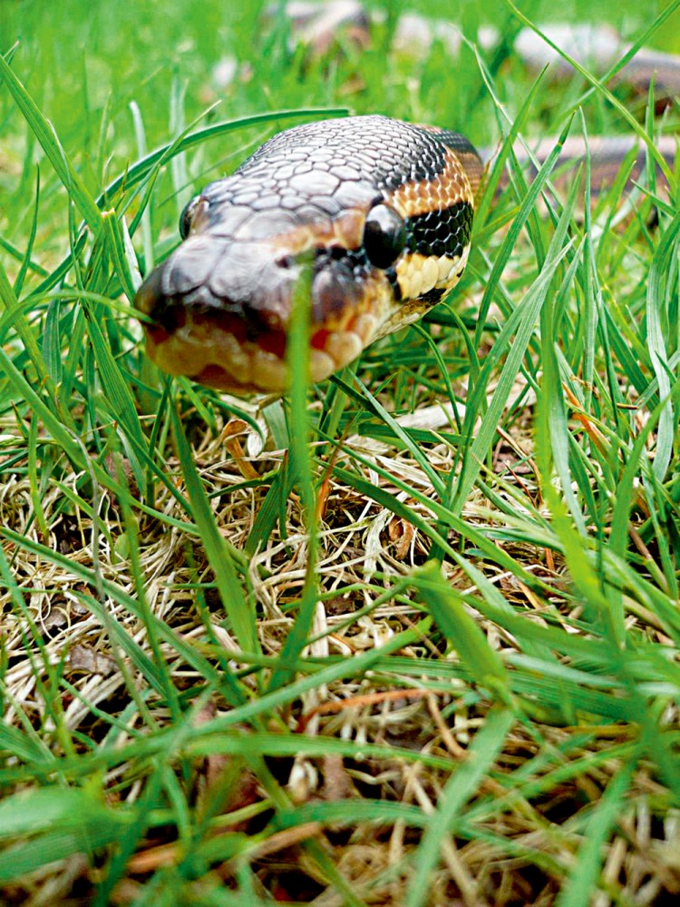 西双版纳3小时可以去哪,西双版纳五小时