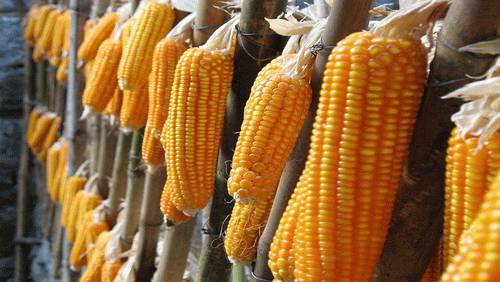 中国玉米产业分析简报,玉米市场权威分析